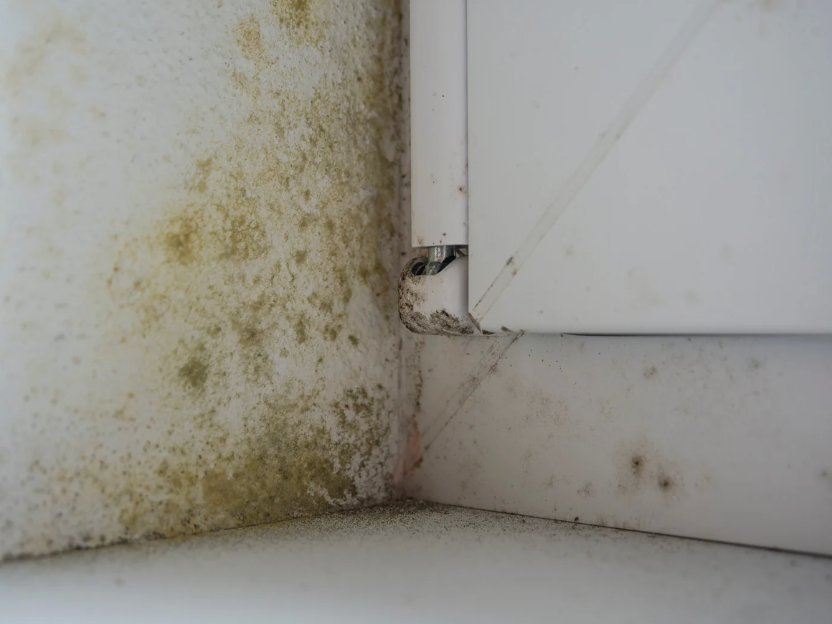 Mould Damage